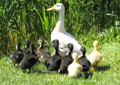 [SCP] 밈적 재해, 다른 말로 정신자적 재해에 대해 이해하기_12.png