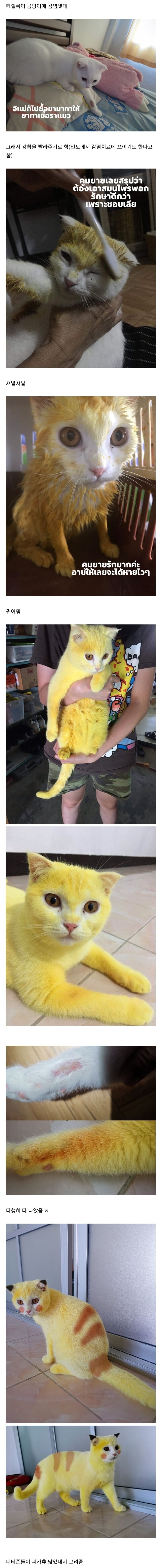 인도식 카레냥_1.jpg