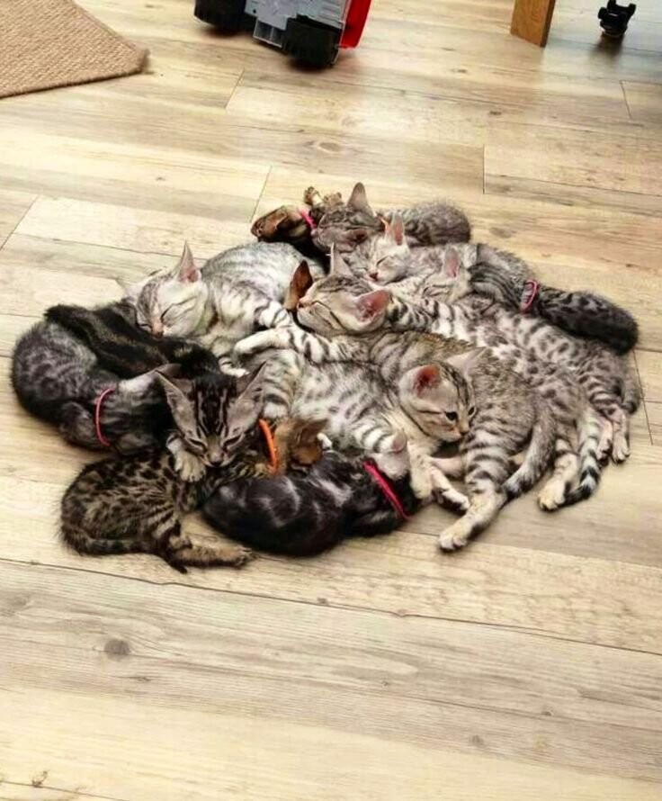 고양) 고영이는 고양고양 고영해 (데이터 주의)_1.jpg