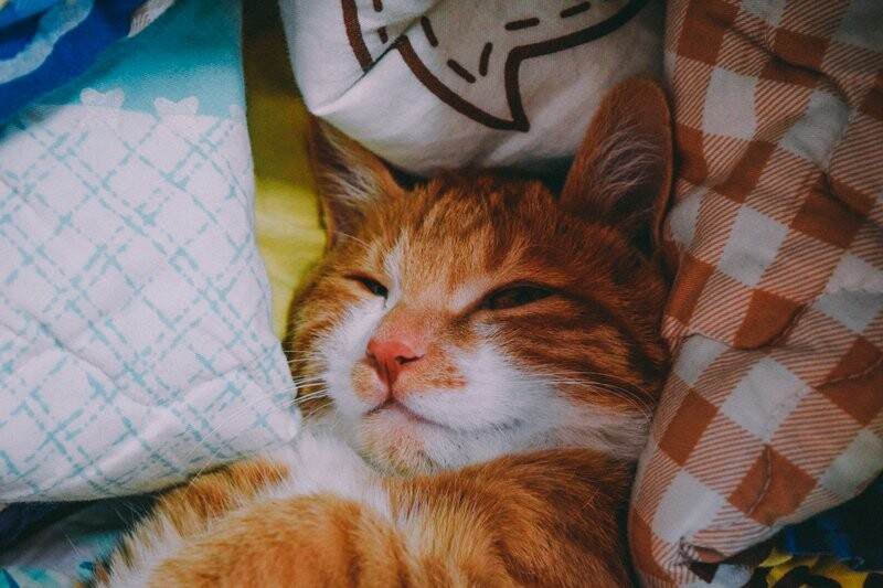 고양) 고영이는 고양고양 고영해 (데이터 주의)_9.jpg