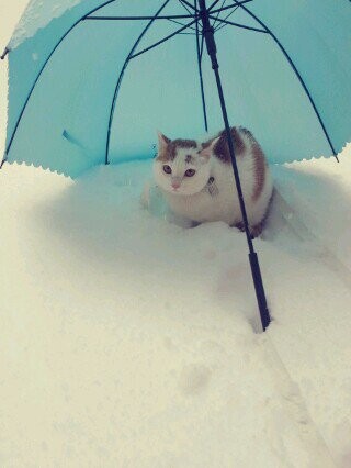 고양) 고영이는 고양고양 고영해 (데이터 주의)_16.jpg