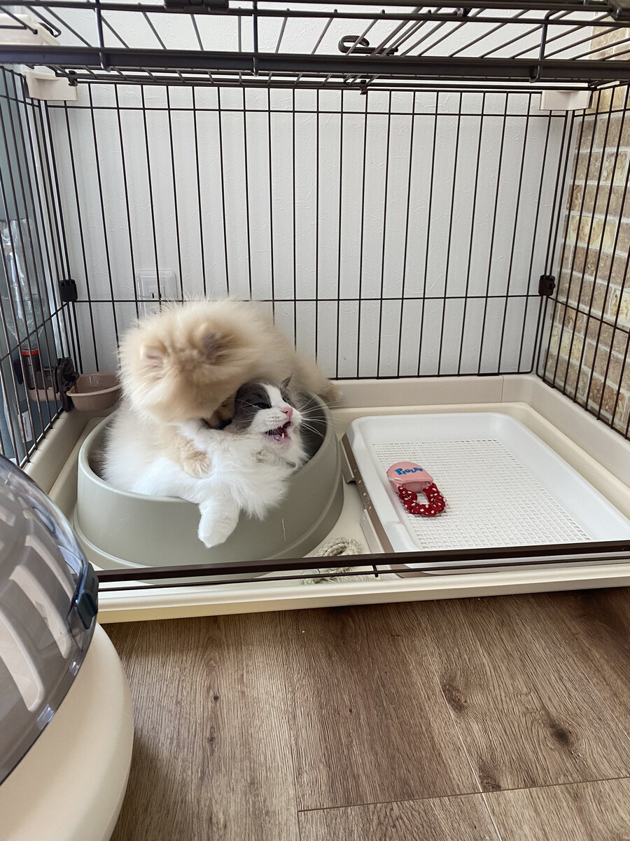 고양이) 도움!!!을 외치는 고양이.jpg_1.png