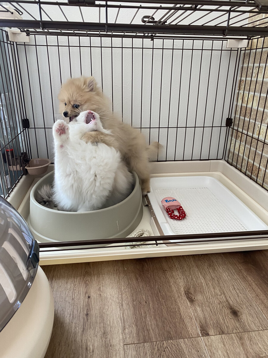 고양이) 도움!!!을 외치는 고양이.jpg_2.png