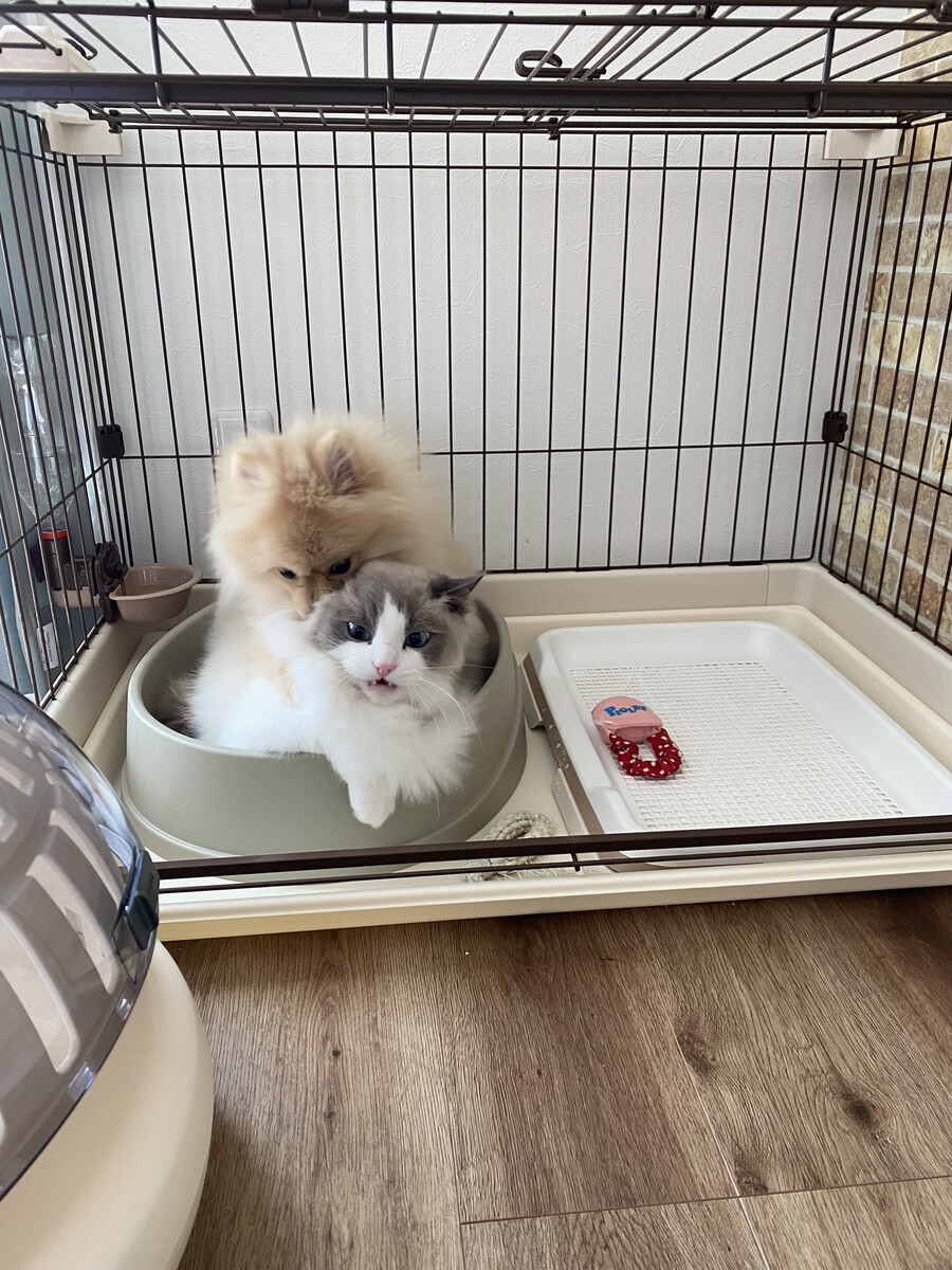고양이) 도움!!!을 외치는 고양이.jpg_3.png