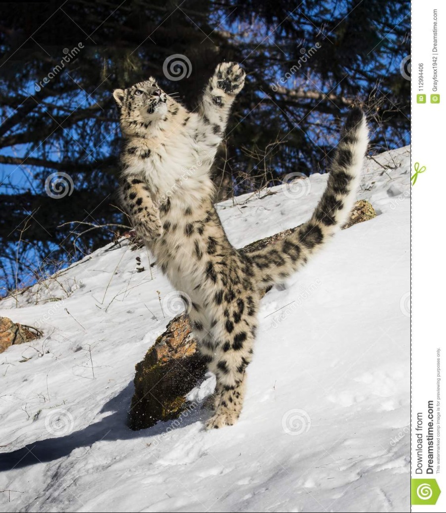 snow-leopard-cub-photo-was-created-february-montana-usa-snow-leopard-cub-112994406.jpg