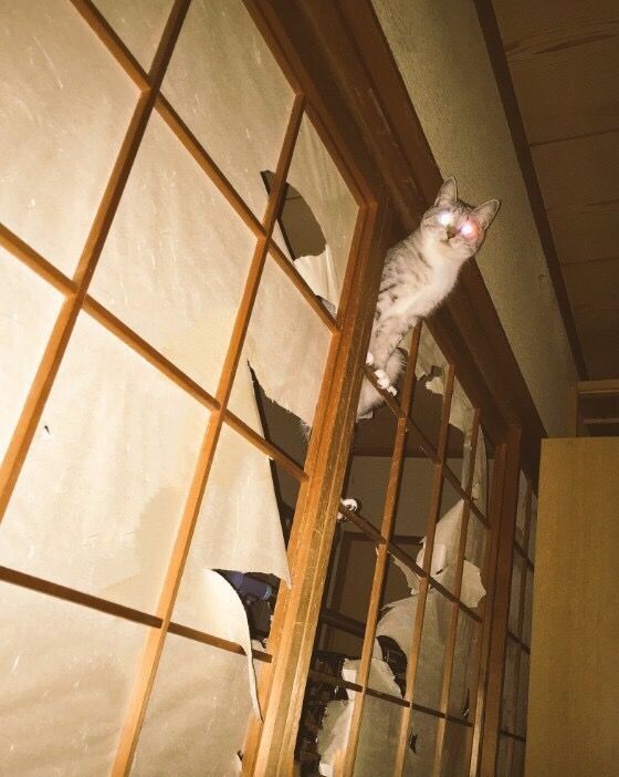 창호지 있는 집에서 고양이들 키우면 일어나는 일_7.jpg