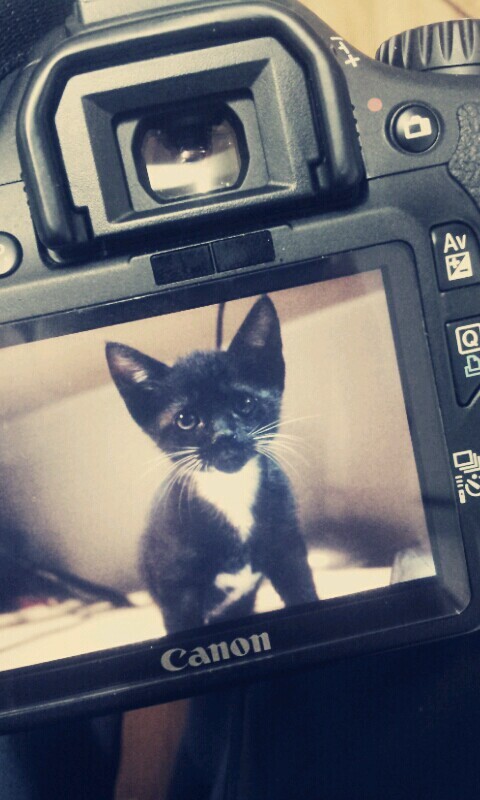 [인디팀] '쿠키냥' 간단히 즐기는 3매치 퍼즐 게임_12.jpg