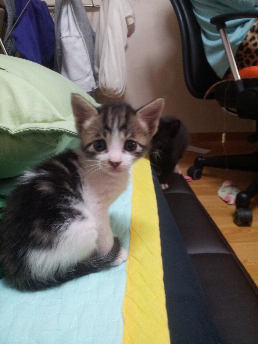 [인디팀] '쿠키냥' 간단히 즐기는 3매치 퍼즐 게임_13.jpg