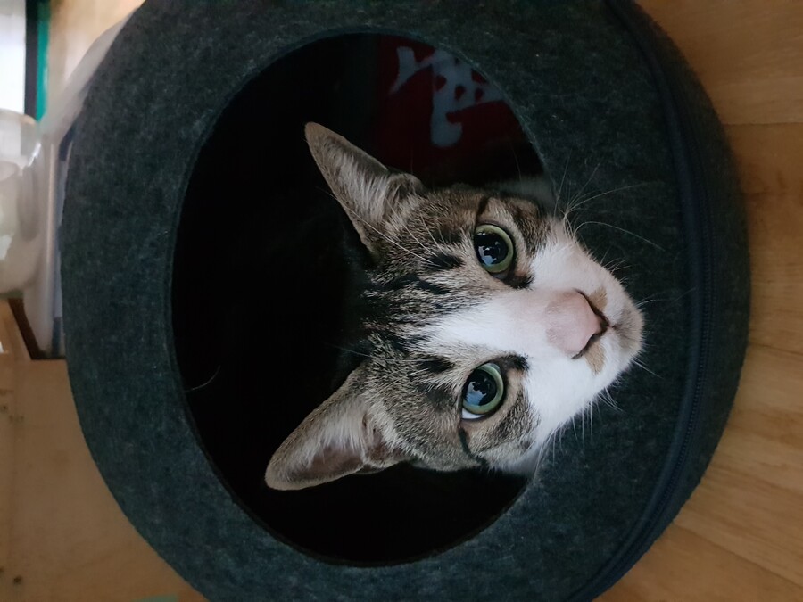 [인디팀] '쿠키냥' 간단히 즐기는 3매치 퍼즐 게임_18.jpg