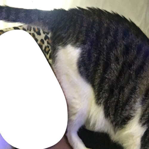 [인디팀] '쿠키냥' 간단히 즐기는 3매치 퍼즐 게임_19.png