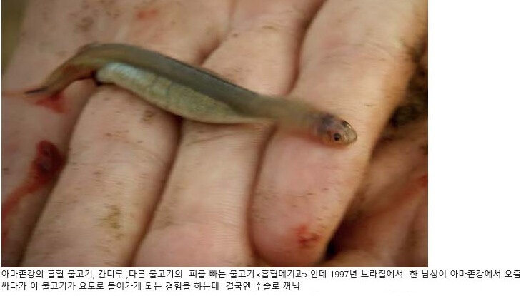 혐] 아마존 강 흡혈 물고기 칸디루_1.png