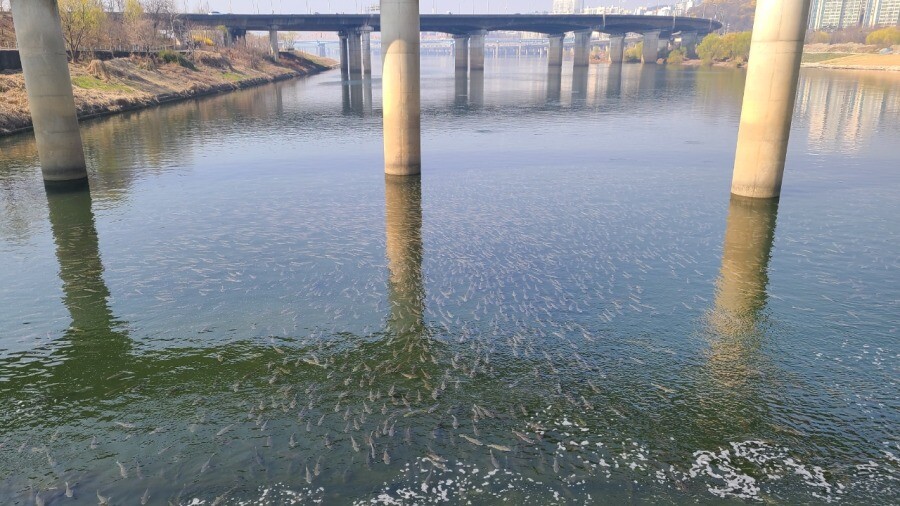 한강의 물반 고기반 .JPG_1.jpeg