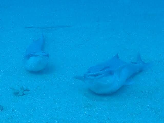 더는 헤엄을 치지 않는 빨판상어들의 최후.jpg_3.jpg