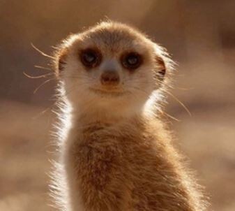 아브렐 서버 [저글링] 길드에서 길드원 모집함_1.jpg