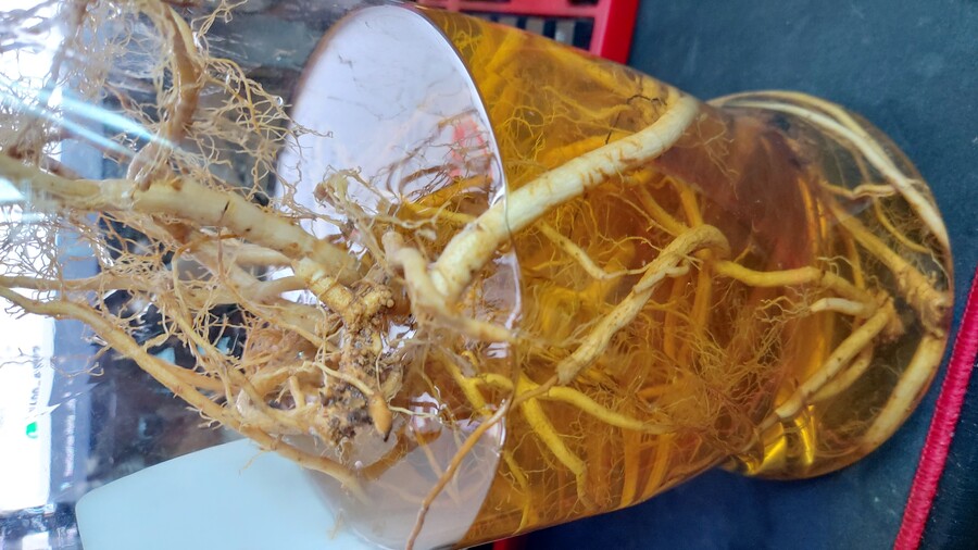 Q) 약초술 얻어왓는데, 무슨 뿌리인지 아는 유게이 있음?_3.jpg