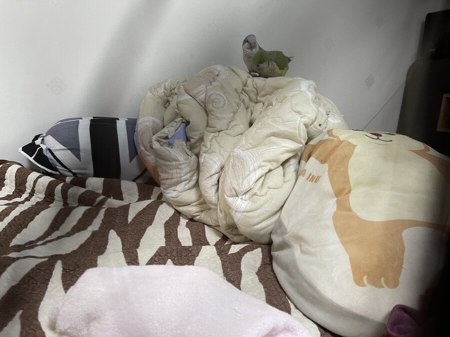 앵무새). 애들 쫌._1.jpeg