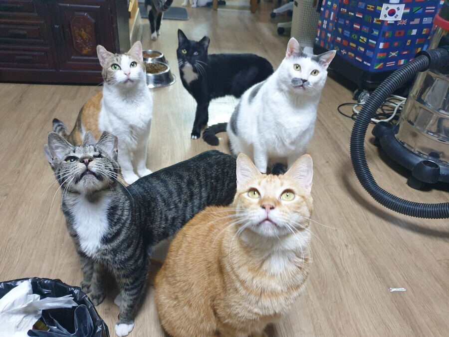 캣맘들이 다 못데려 온다는건 핑계임._1.jpeg