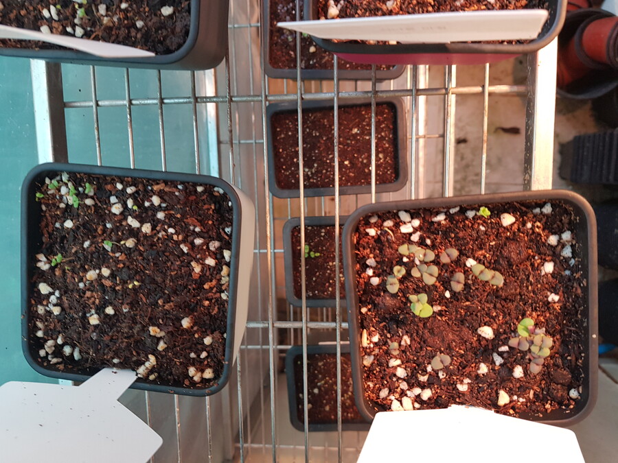 바질파종 그리고 네펜데스 근황_2.jpg