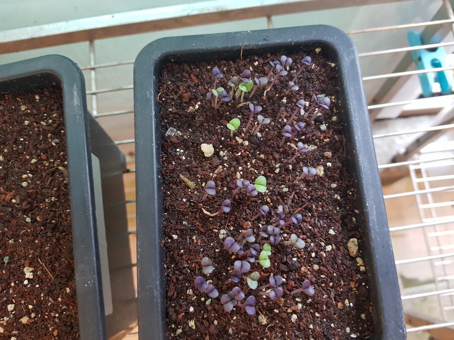 바질파종 그리고 네펜데스 근황_3.jpg