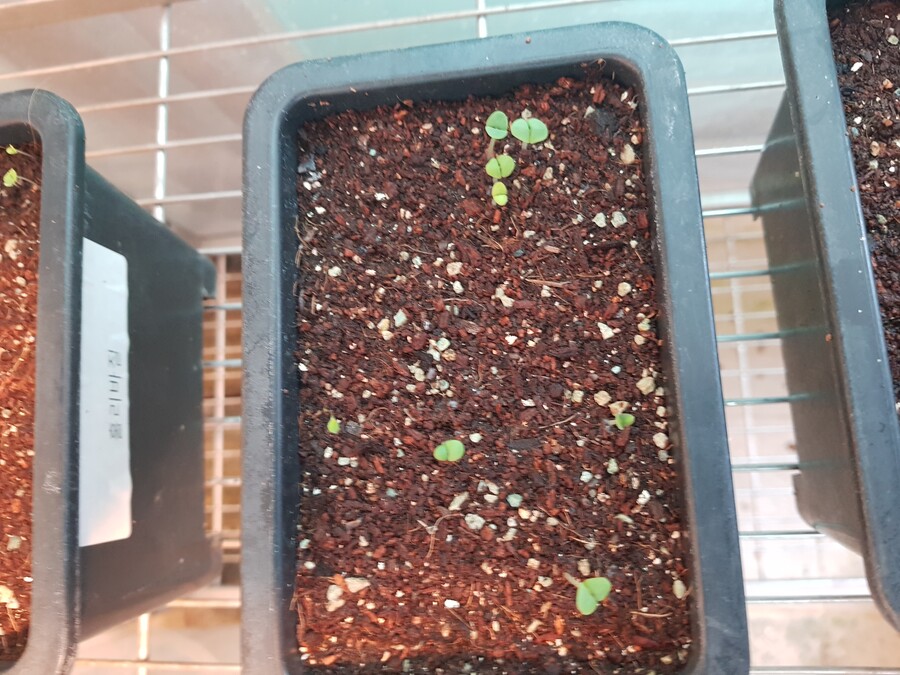 바질파종 그리고 네펜데스 근황_4.jpg