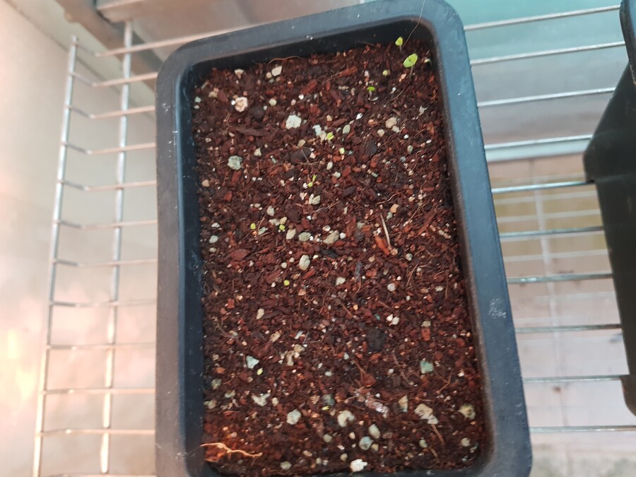 바질파종 그리고 네펜데스 근황_5.jpg