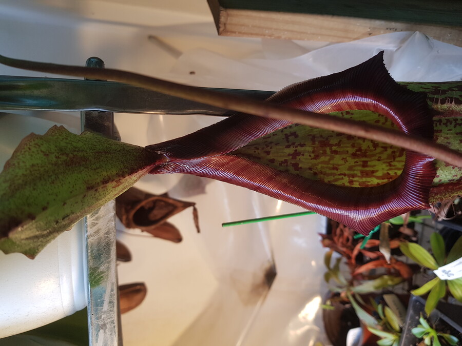 바질파종 그리고 네펜데스 근황_9.jpg