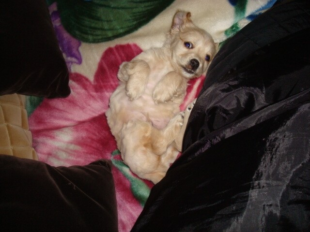 우리집 댕댕이 아기때 사진_1.jpg