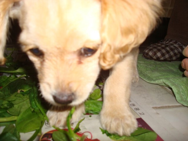 우리집 댕댕이 아기때 사진_3.jpg