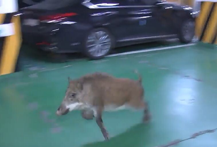 서울)시골 지방에서는 보기 힘든 것_3.jpeg