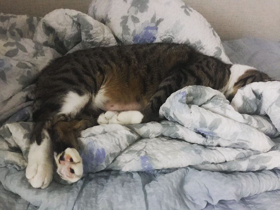 불법) 진동음이 들릴일 없는 침대에서 자꾸 진동소리가 들리길래 뭔가 헀더니_2.jpg