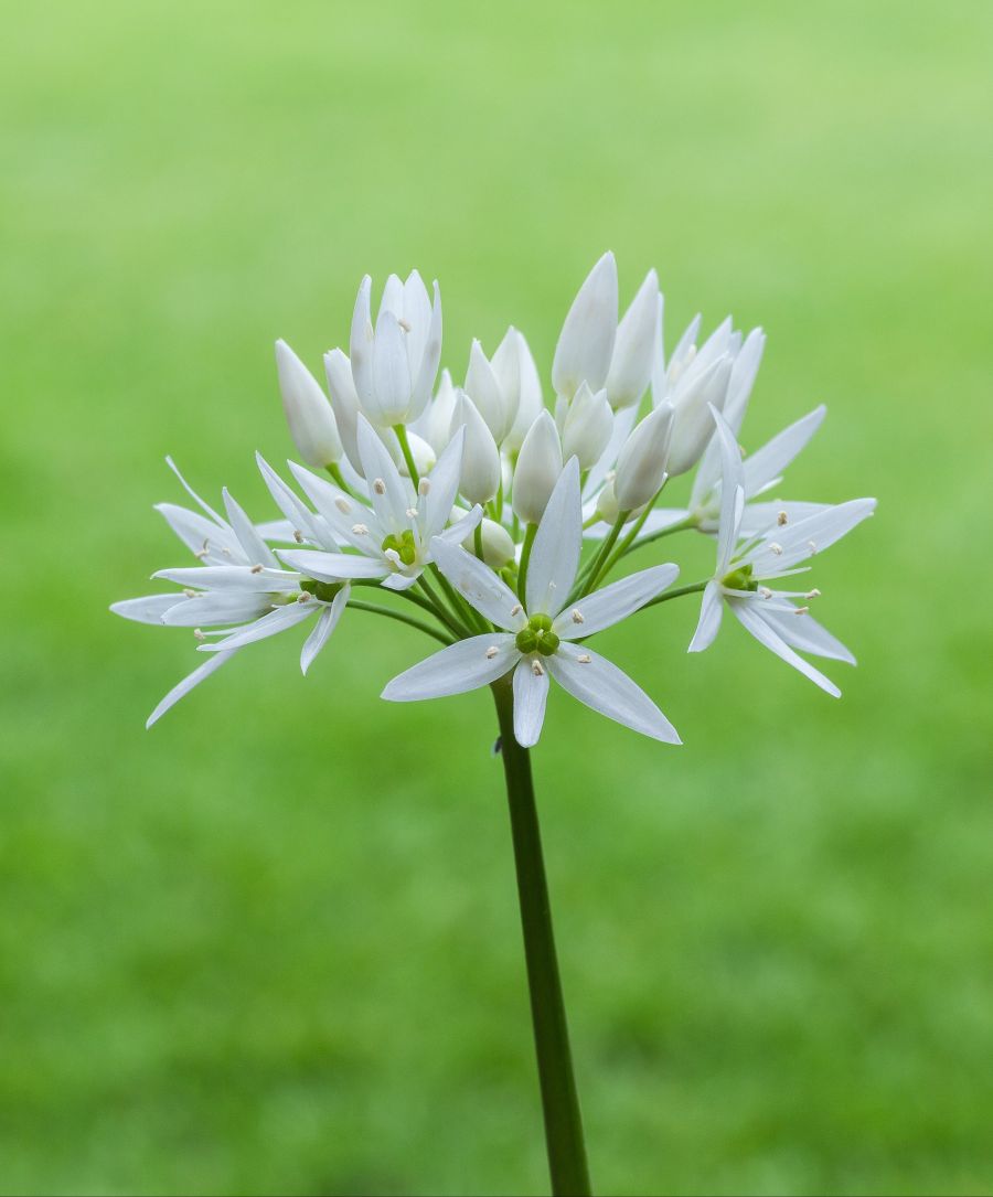 Daslook_(Allium_ursinum)_d.j.b_05.jpg