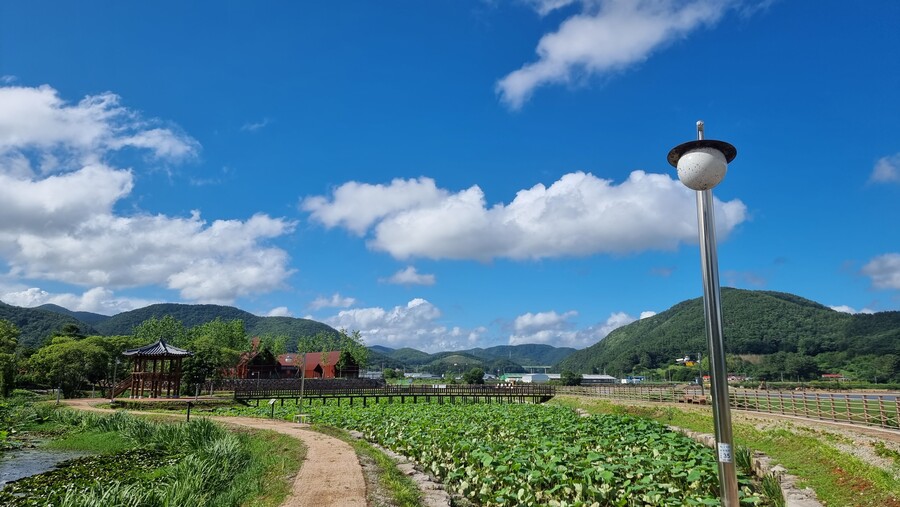 경남 고성 대가저수지 연꽃공원 | 정치유머 게시판 경남 고성 대가저수지 연꽃공원 | 정치유머 게시판 | 루리웹