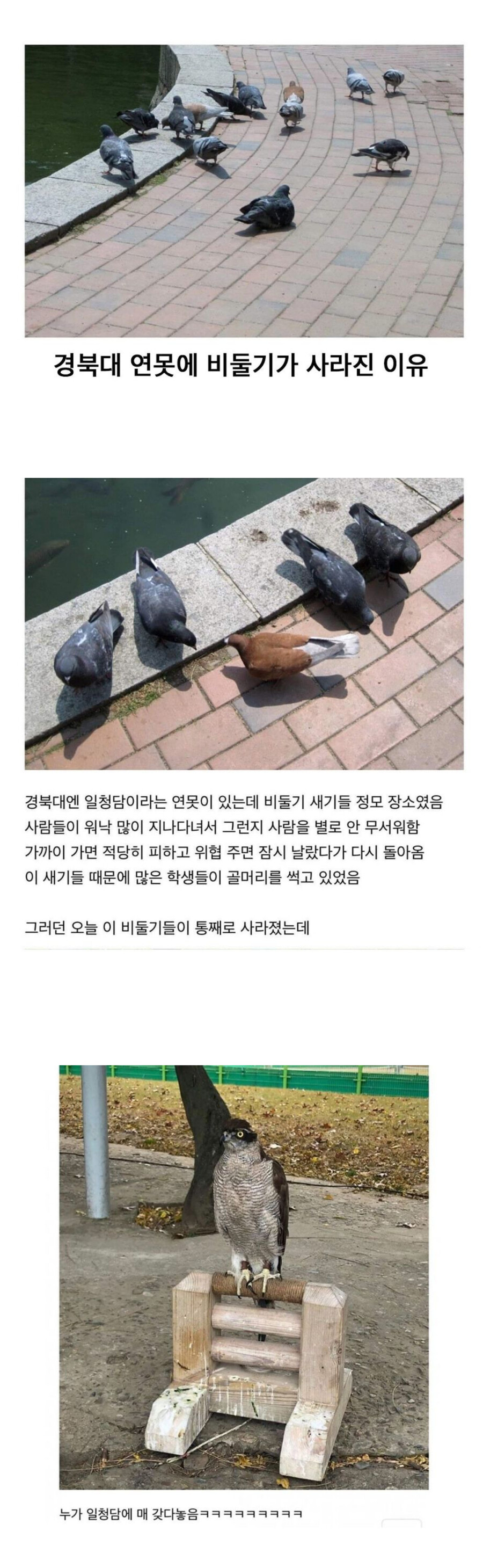 경북대 연못에 비둘기가 사라진 이유_1.png