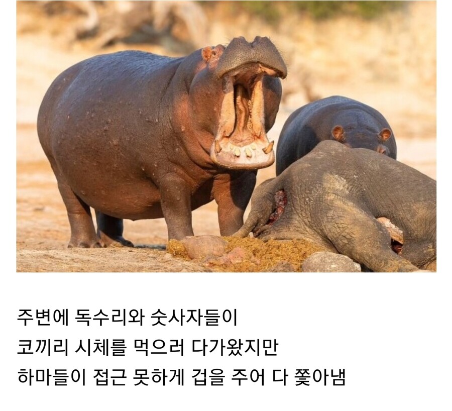 하마는 숫사자가 안 무섭나보네