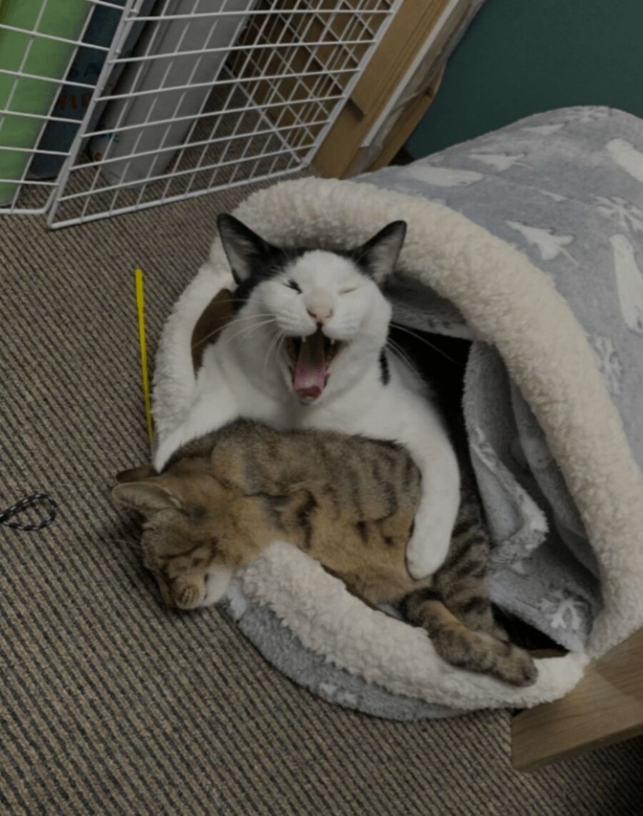 미완성) " 위험해, 빨랑 정신차려 이 ㅅ꺄!!! "_1.jpg