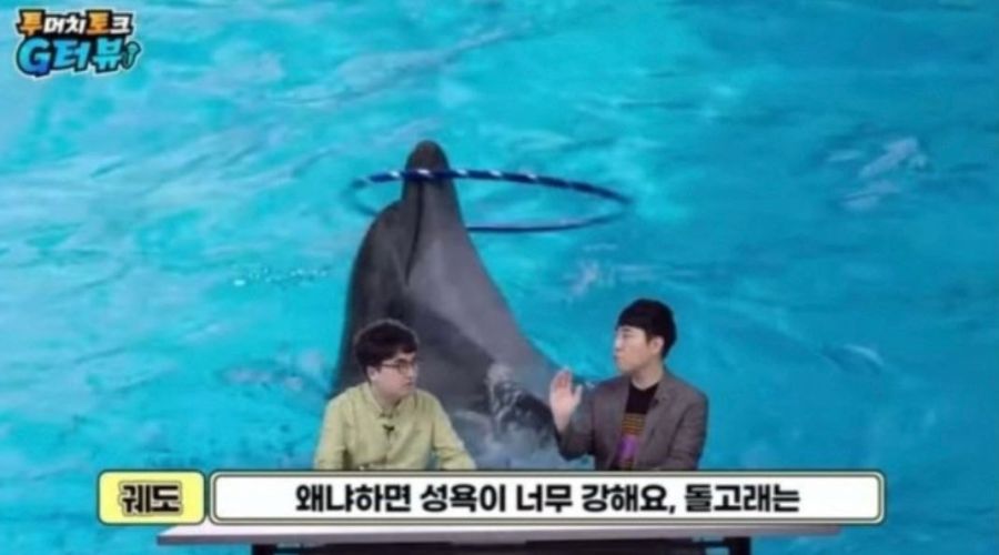 돌고래는 | 유머 게시판 | RULIWEB 돌고래는 | 유머 게시판 | Ruliweb
