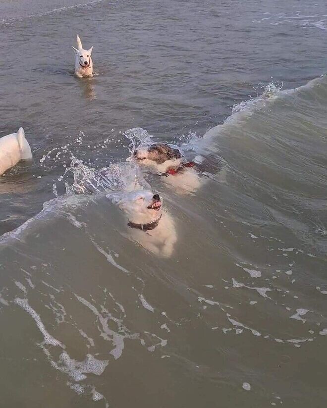 충격 짠맛주의 바다에 처음간 댕댕이