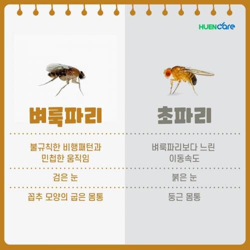 벼룩파리 떄문에 고통받고 있다면 이거 사면 됨_1.jpg