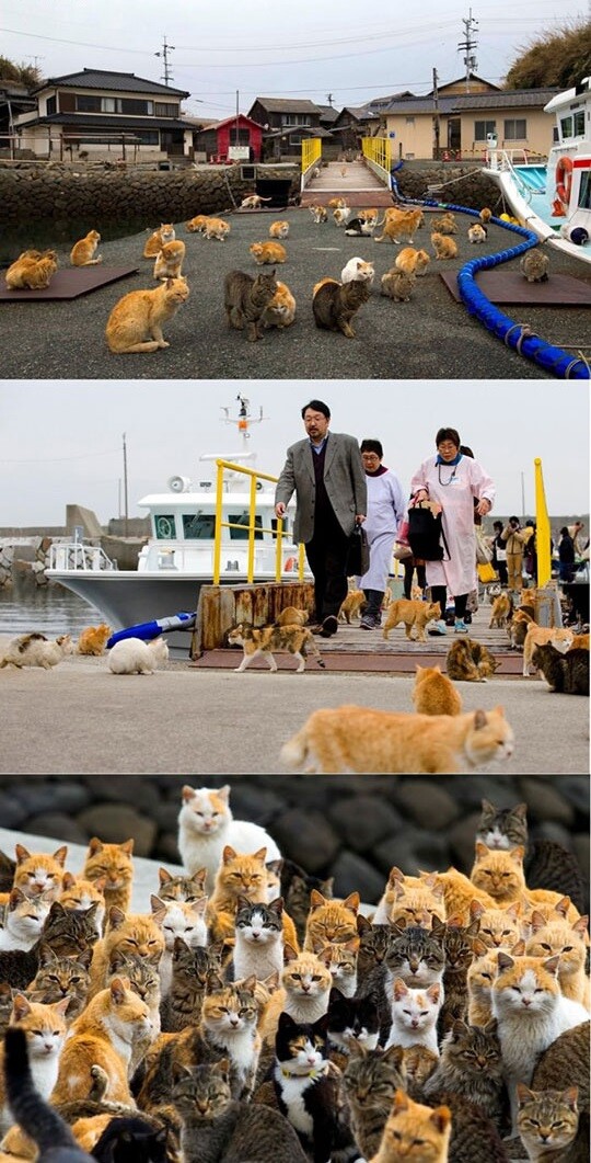 일본에 있는 냥이섬.jpg_1.jpg