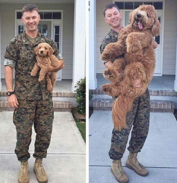 파병 갔다오니 사라진 강아지_1.jpg