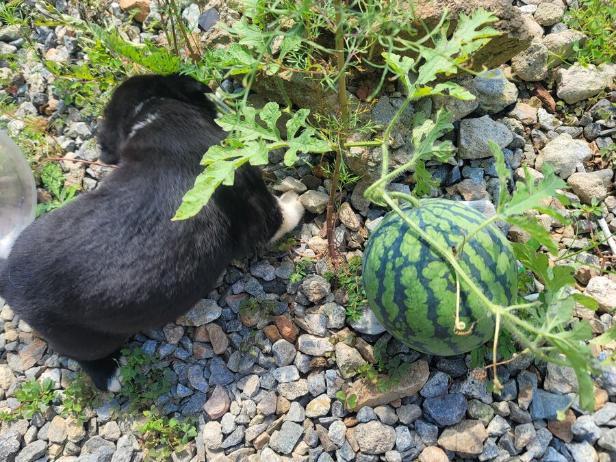 마당에서 키운 수박 한번 보구가요. jpg_1.jpg