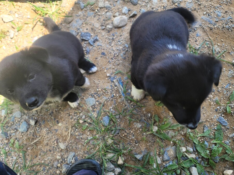 마당에서 키운 수박 한번 보구가요. jpg_4.jpg