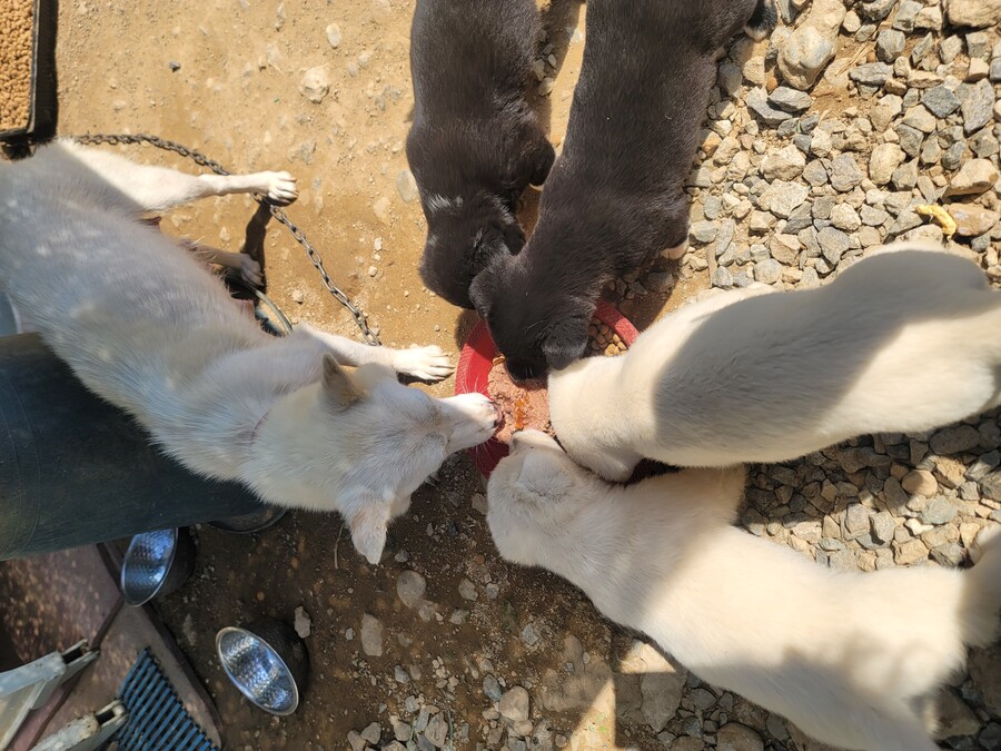 마당에서 키운 수박 한번 보구가요. jpg_7.jpg