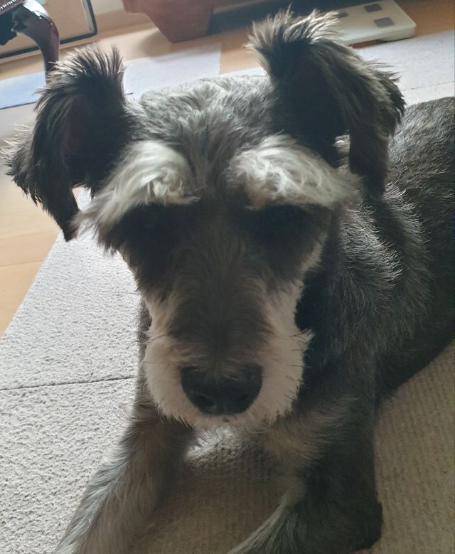 댕댕이] 키우면 알수있는 가변기믹_1.jpg