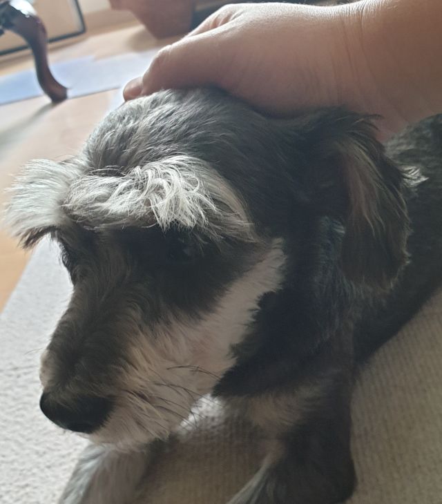 댕댕이] 키우면 알수있는 가변기믹_2.jpg