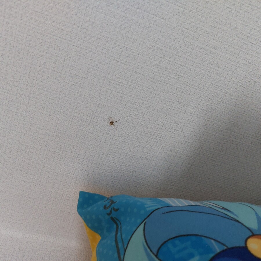 모기) 어제 오늘 잡은 모기들_6.jpg