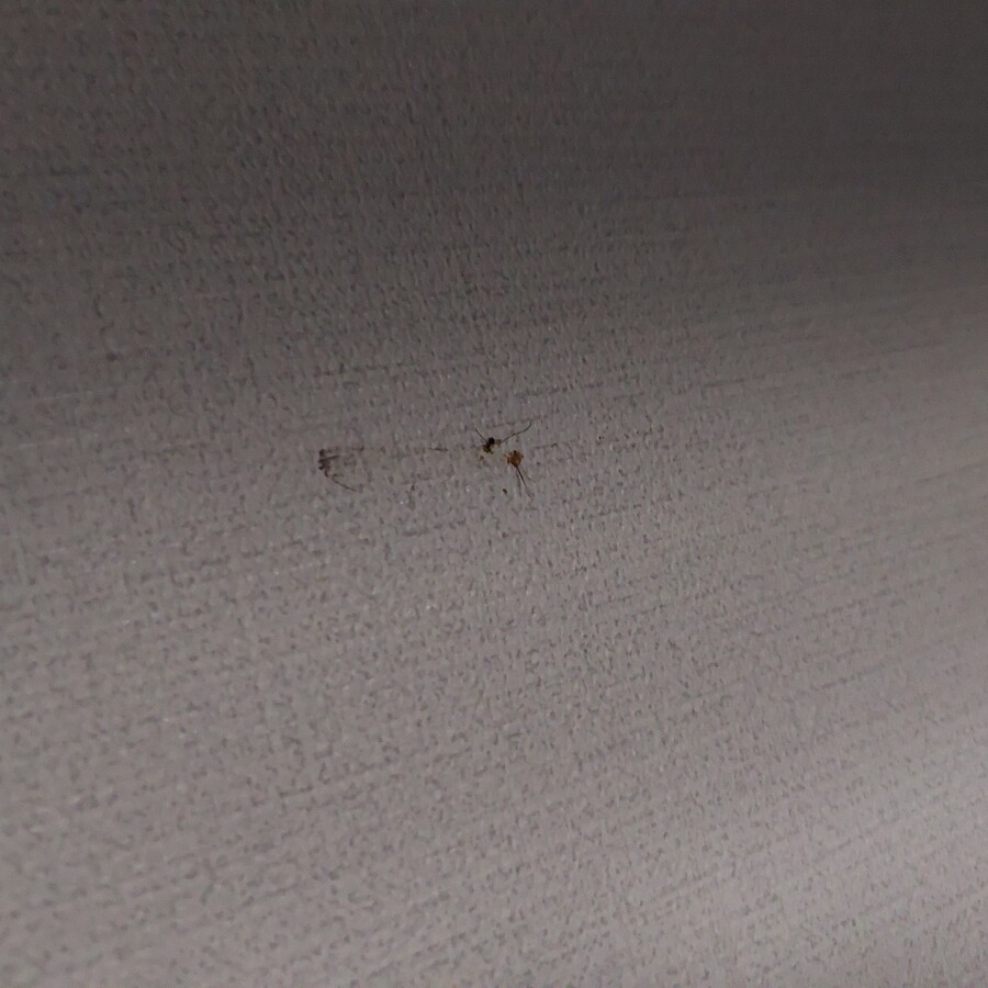 모기) 어제 오늘 잡은 모기들_5.jpg