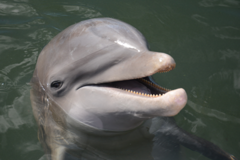 Low-Res_Dolphin-Research-Center_Louie.jpeg-480x320.png
