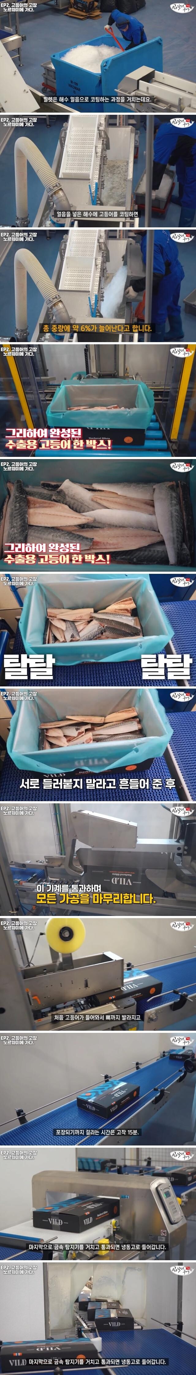 한국으로 수출되는 노르웨이산 고등어 수준_4.jpeg
