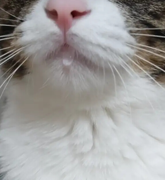 침 흘리는 떼껄룩_2.png